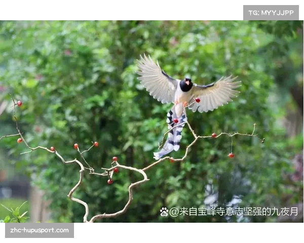 揭开利物浦队标的秘密那只象征希望的神奇鸟类 揭开利物浦队标的秘密那只象征希望的神奇鸟类